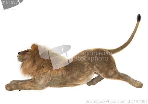 Image of Male Lion