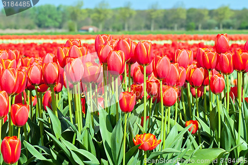 Image of Red tulips field in Holland