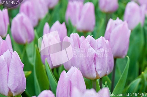 Image of Purple tulips