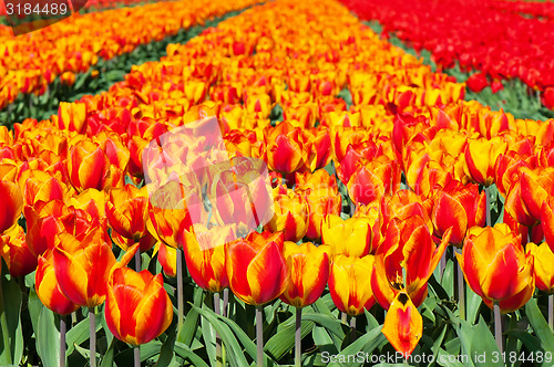 Image of Field of red and striped tulips