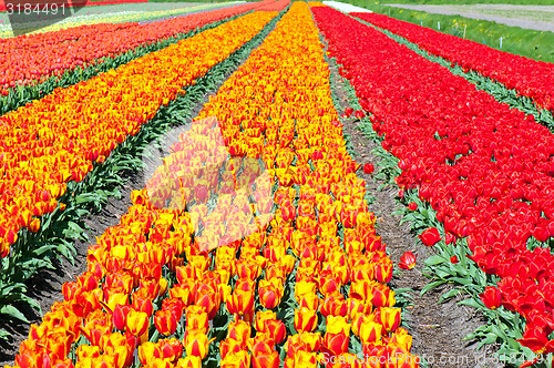 Image of Field of red and striped tulips