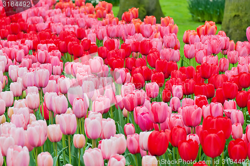 Image of Flower beds of multicolored tulips