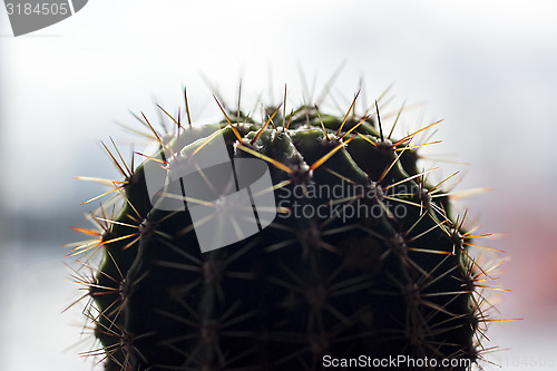 Image of Spiny cactus 