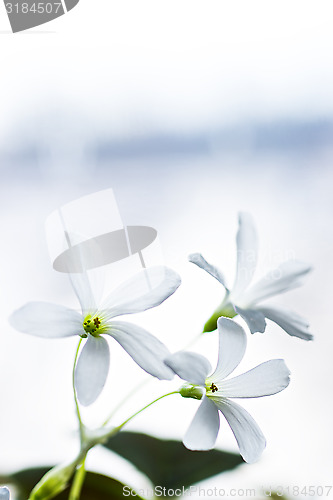 Image of Vertical shot of white flowers 
