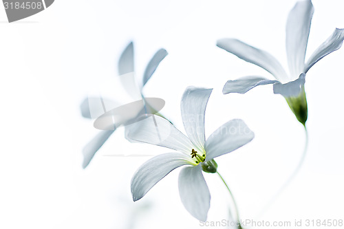 Image of Tiny white flowers on white background 