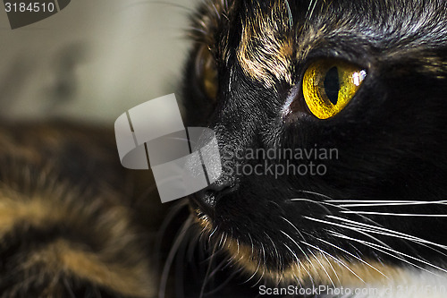 Image of Cats eyes close 