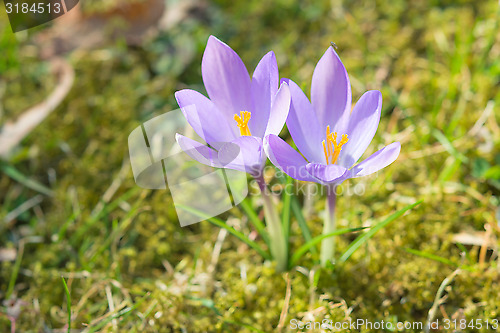 Image of Spring sunlight crocus pastel flowers on sunshine Alpine meadow