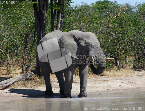 Image of Elephant in Botswana