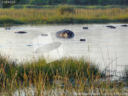 Image of Hippos in Botswana