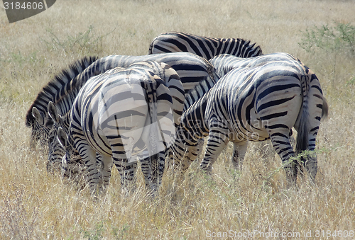 Image of flock of zebras