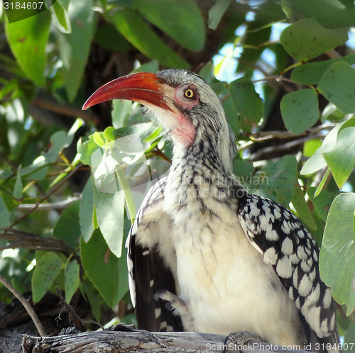 Image of Northern red-billed hornbill