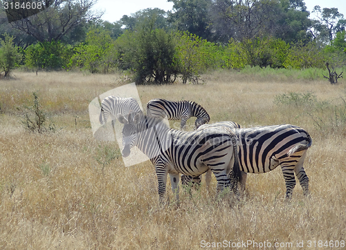 Image of flock of zebras