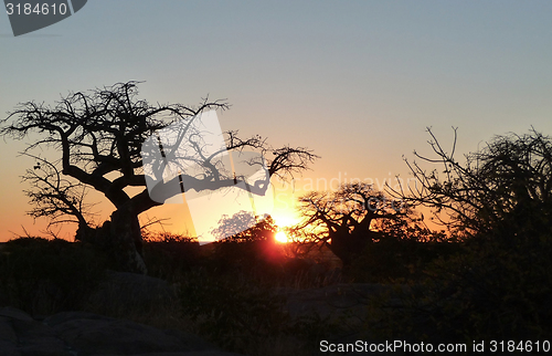 Image of Baobab tree at Kubu Island