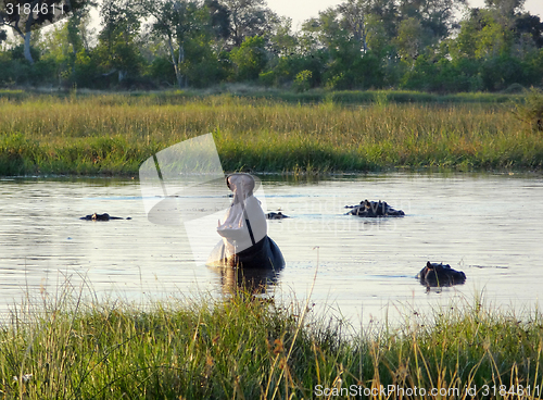 Image of Hippos in Botswana