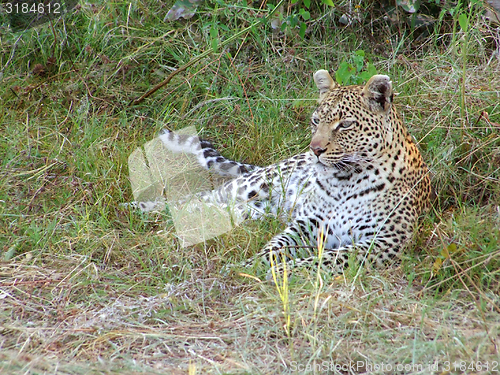 Image of resting leopard