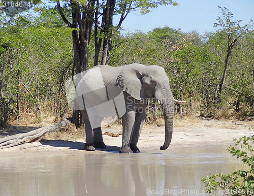 Image of Elephant in Botswana