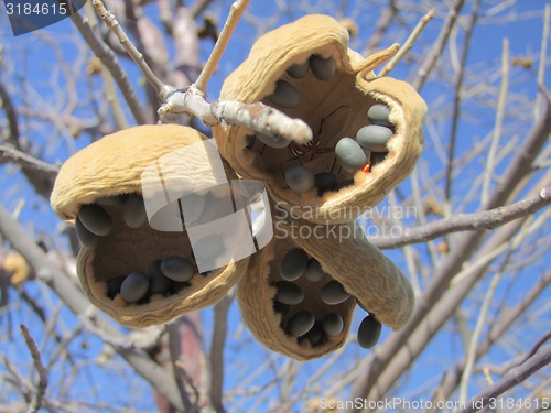 Image of african Chestnut fruits
