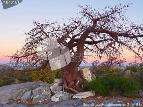 Image of chestnut tree at Kubu Island