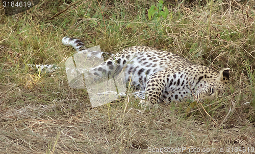 Image of resting leopard