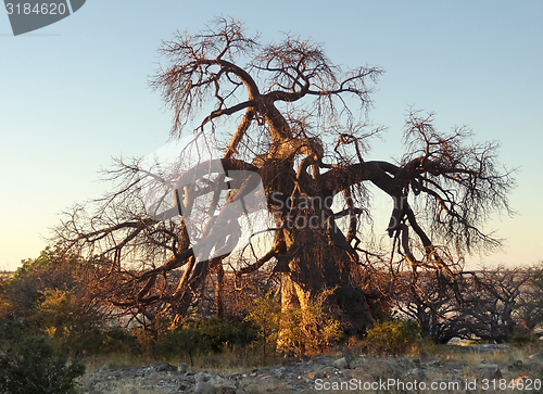 Image of chestnut tree at Kubu Island