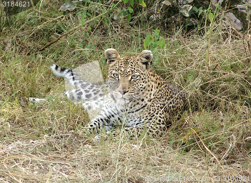 Image of resting leopard