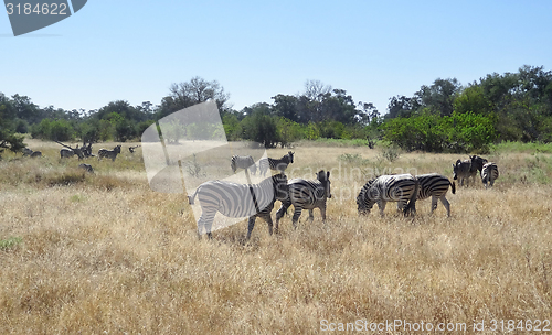 Image of flock of zebras