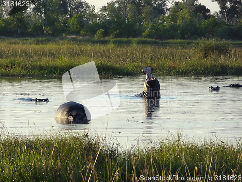 Image of Hippos in Botswana