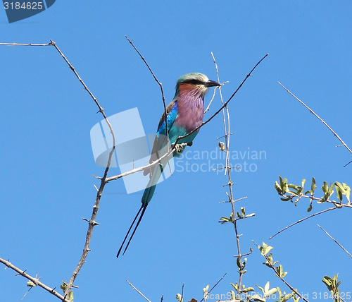 Image of Lilac-breasted roller