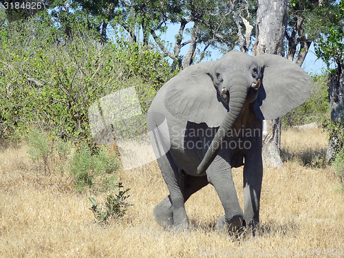 Image of Elephant in Botswana