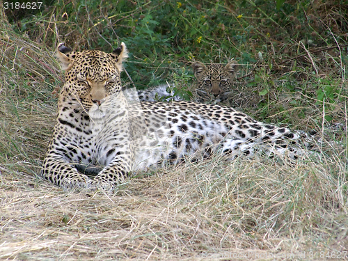 Image of resting leopard