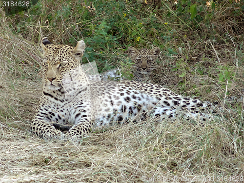 Image of resting leopard