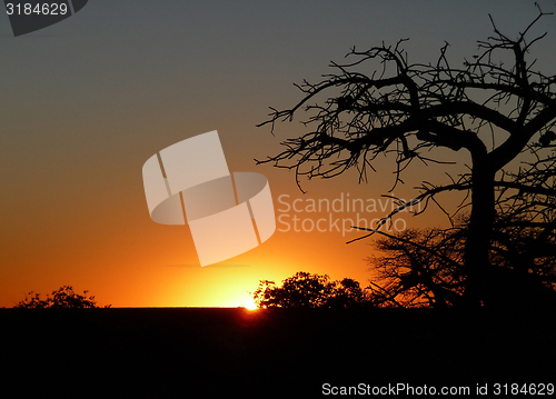 Image of Baobab tree at Kubu Island