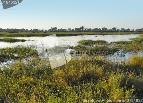 Image of Hippos in Botswana