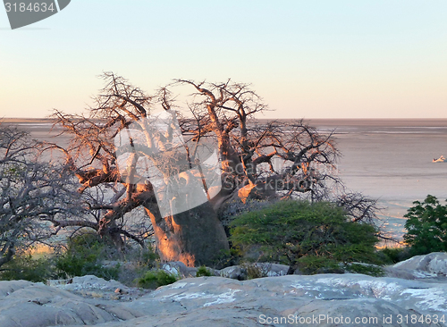 Image of Baobab tree at Kubu Island