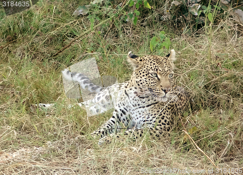 Image of resting leopard