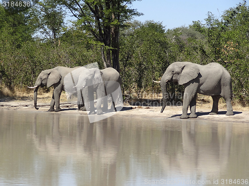 Image of Elephants in Botswana