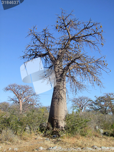 Image of Baobab tree at Kubu Island