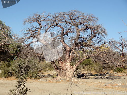 Image of chestnut tree at Kubu Island