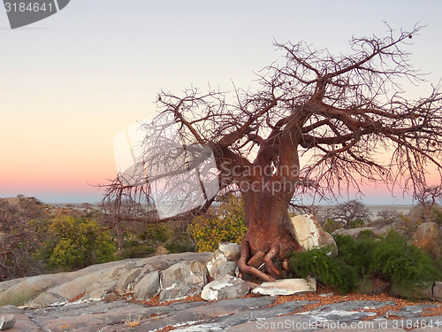 Image of chestnut tree at Kubu Island