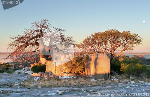 Image of Baobab tree at Kubu Island