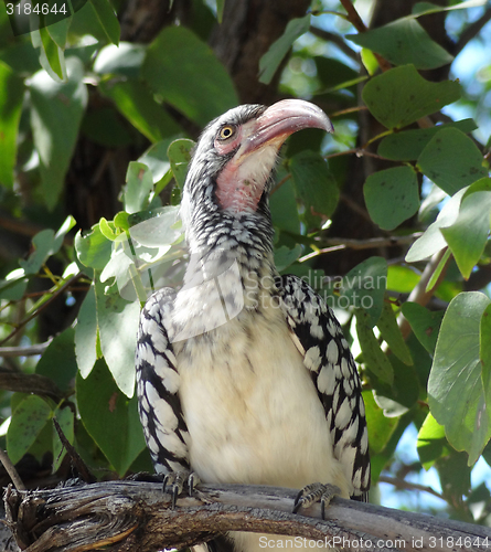 Image of Northern red-billed hornbill