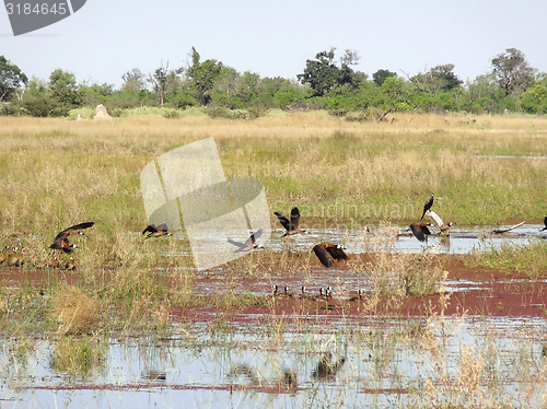 Image of water hole with birds