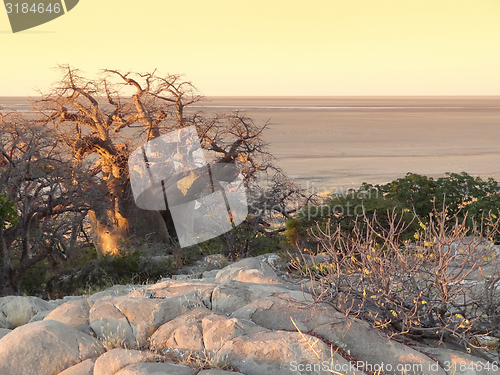 Image of Baobab tree at Kubu Island