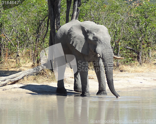 Image of Elephant in Botswana