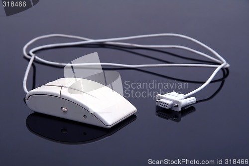 Image of white mouse