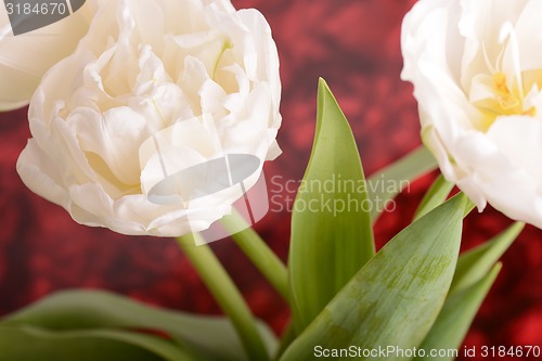 Image of Close up image of white tulip
