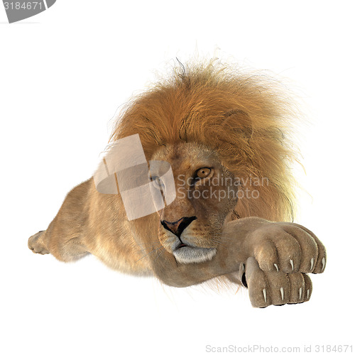 Image of Male Lion