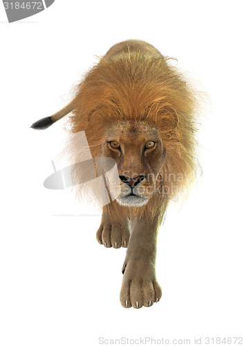 Image of Male Lion