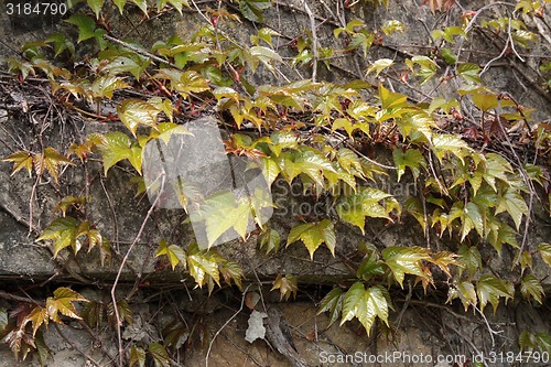 Image of Old wall with ivy