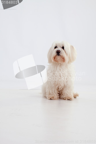 Image of Maltese dog